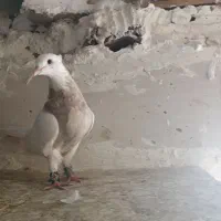 طوقی|پرنده|فردیس, شهرک ناز|دیوار