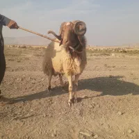 قوچ عربی داشتی|حیوانات مزرعه|سرپل ذهاب, |دیوار