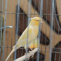 قناری نر مَست و شلاقی خون و آماده جفت