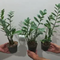 دونوع گل زیبا