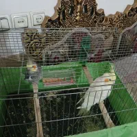 عروس هلندی مولد|پرنده|اندیمشک, |دیوار