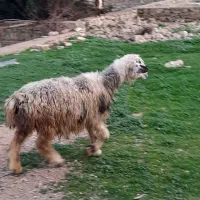 میش|حیوانات مزرعه|مسجد سلیمان, |دیوار