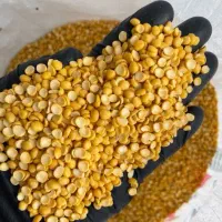 پخش حبوبات مستقیم از کشاورز