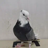 کبوتر|پرنده|تهران, مسعودیه|دیوار