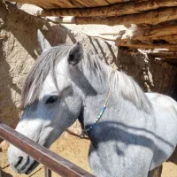 فروشنریونکرد.درهشور