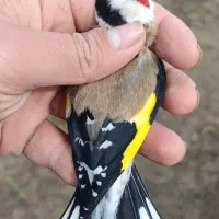 سهره های گلچین شده|پرنده|رشت, شهریاران|دیوار