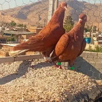 سرخ دم سفید پلاکی