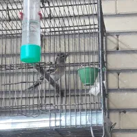 سهره|پرنده|مبارکه, |دیوار