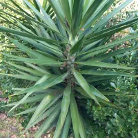 گل طبیعی یوگاه|گل و گیاه طبیعی|رشت, شالکو|دیوار