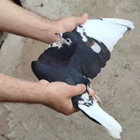 تعدادی کبوتر