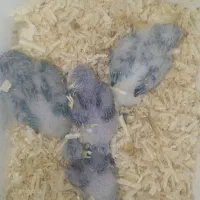 طوطی راهب سرلاکی|پرنده|قائم‌شهر, |دیوار