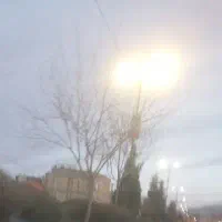 واگذاری سگ خانگی خیلی باهوش