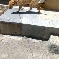 سگ تریر ماده