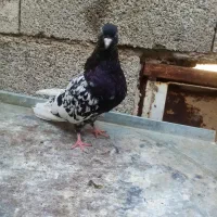 توقی کله سیاه|پرنده|اهواز, رسالت|دیوار