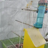 قناری با قفس