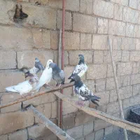 کفتر پاکستانی|پرنده|نیر (اردبیل), |دیوار