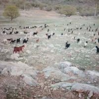 بز فروشی باکهره