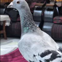 کبوتر سبز ایرانی اصیل و قفس سهره