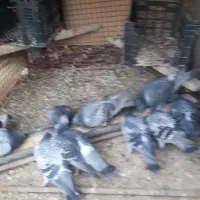 کبوتر پلاکی