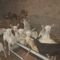 تعدادی بز وکره ابستن