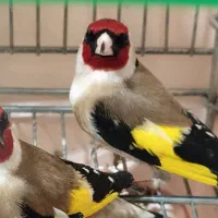 سهره غریب کردستان|پرنده|بروجرد, |دیوار