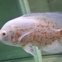 اکواریوم خانگی|ماهی|عنبرآباد, |دیوار