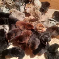 جوجه محلی|حیوانات مزرعه|دهدشت, |دیوار