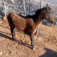 مادیان فروشی