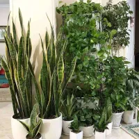 کارشناس گل و گیاه در منزل