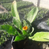 گل همیشه بهار