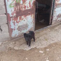 توله سگ گله ای