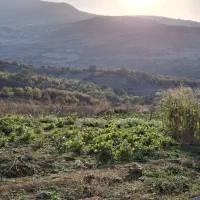 6000-متر-زمین-با-سند-شمال