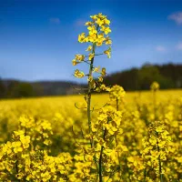 زمین کشاورزی