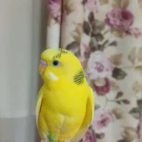 مرغ عشق سخنگو (الماس) نابغه ایران بدون مشابه کاسکو