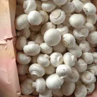 قارچ سوپر