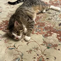 گربه DSH