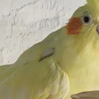 عروس|پرنده|میناب, |دیوار