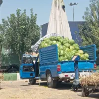 هندوانه پلدشت تحویل در ارومیه سلماس خوی