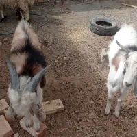 کهره نر|حیوانات مزرعه|زهک, |دیوار