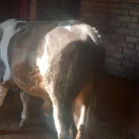 گوساله سیمنتال