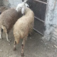 دوتا توقلی نرجنس|حیوانات مزرعه|سنگدوین, |دیوار