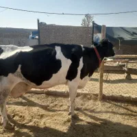 گاو و گو ساله|حیوانات مزرعه|اصفهان, طاحونه|دیوار