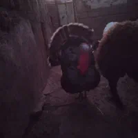 باغلمون نر ماده سالم تخم گذار|حیوانات مزرعه|شامکان, |دیوار