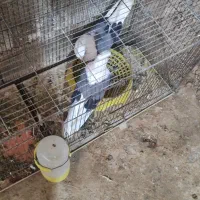 فروش یک جفت دوکت سبز بوشهری ، با یه دوکت صابونی