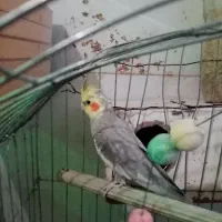 عروسی هلندی|پرنده|محمدشهر, محمدشهر|دیوار