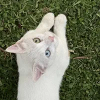 واگذاری گربه