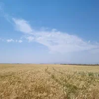 فروش ۱۰ هکتار زمین کشاورزی زراعی باغی|فروش دفتر صنعتی، کشاورزی، تجاری|کرج, محمود آباد|دیوار