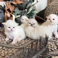 گربه پرشین بلو و رد پوینت|گربه|تهران, بوستان ولایت|دیوار