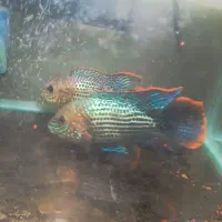 ماهی سیچیلاید گرین ترور جفت