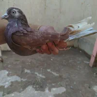 کفتر|پرنده|قم, باغ شریفی|دیوار